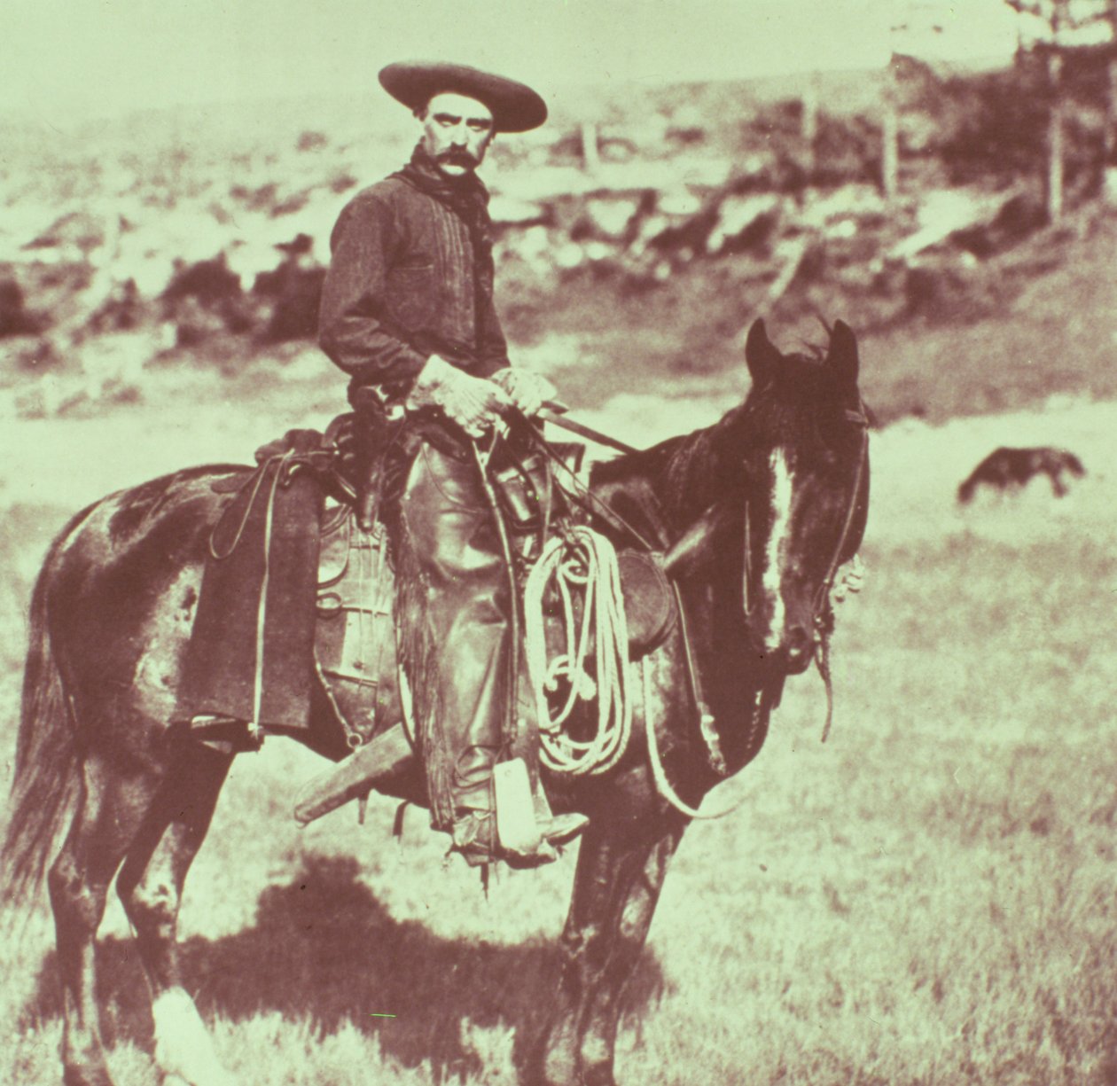 Montana Cowboy, 1880 körül alkotó: American Photographer