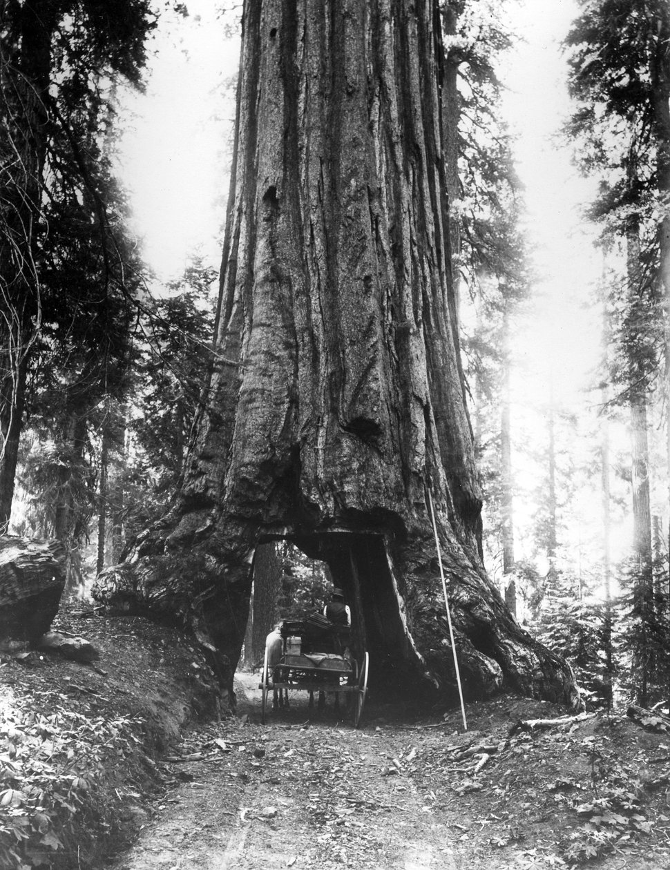 A Wawona alagútfa a Mariposa Grove-ban, késő C19 alkotó: American Photographer