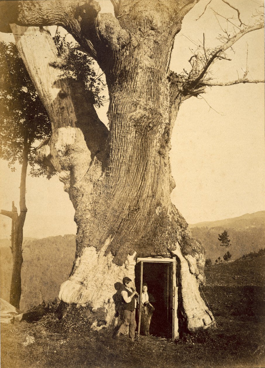 Két fiú faházuk ajtajában, 1870-80 körül alkotó: American Photographer