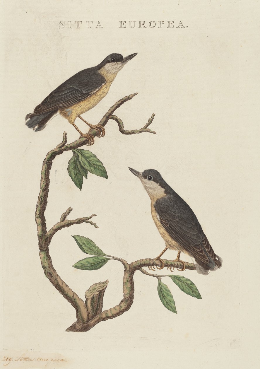 Sitta europaea alkotó: American 19th Century