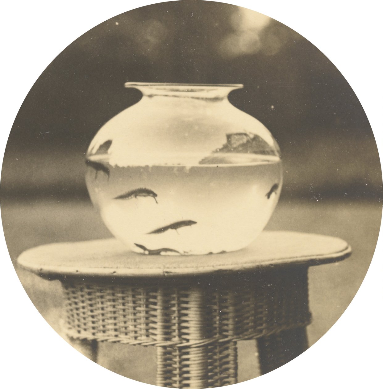 Cím nélkül (Fishbowl) alkotó: American 19th Century