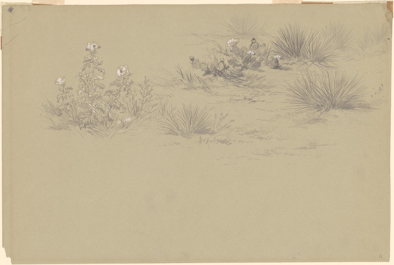 Virágzó bokor és sivatagi növények alkotó: American 19th Century after John Frederick Kensett