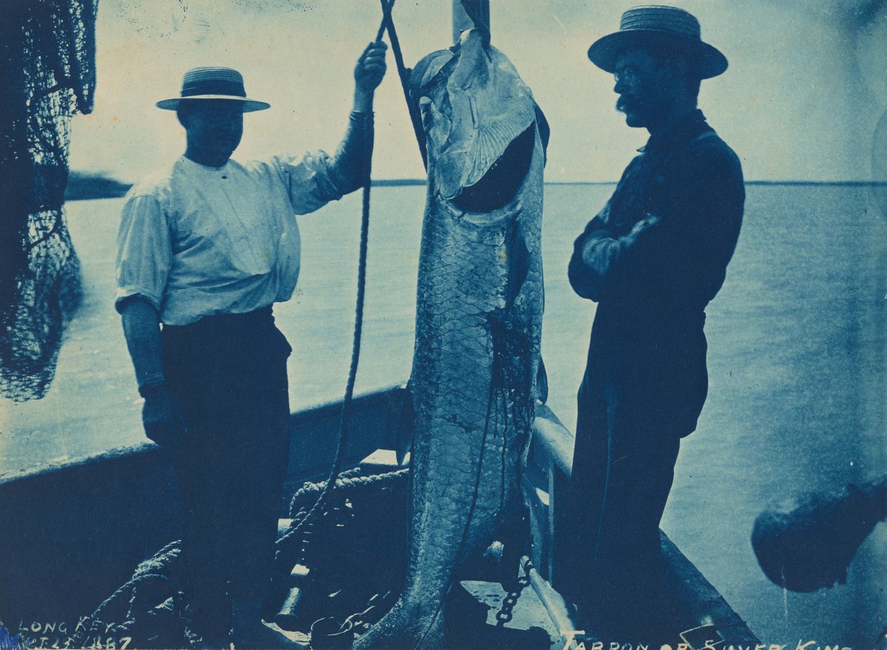 "Tarpon vagy ezüst király", október 29. alkotó: American Photographer