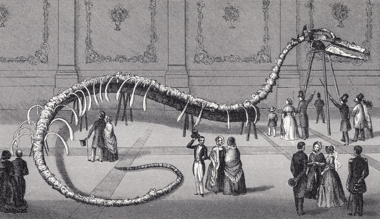 114 láb hosszú hamis tengeri kígyó „Hydrarchos harlani” csontváza, 1845 körül alkotó: American School