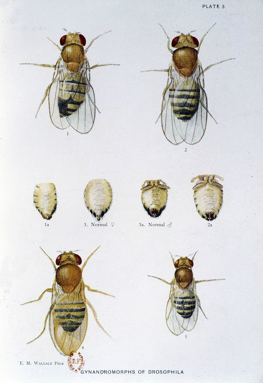 Abeilles - in "" Hozzájárulások a Drosophila melanogaster genetikájához"", Thomas H. Morgan alkotó: American School