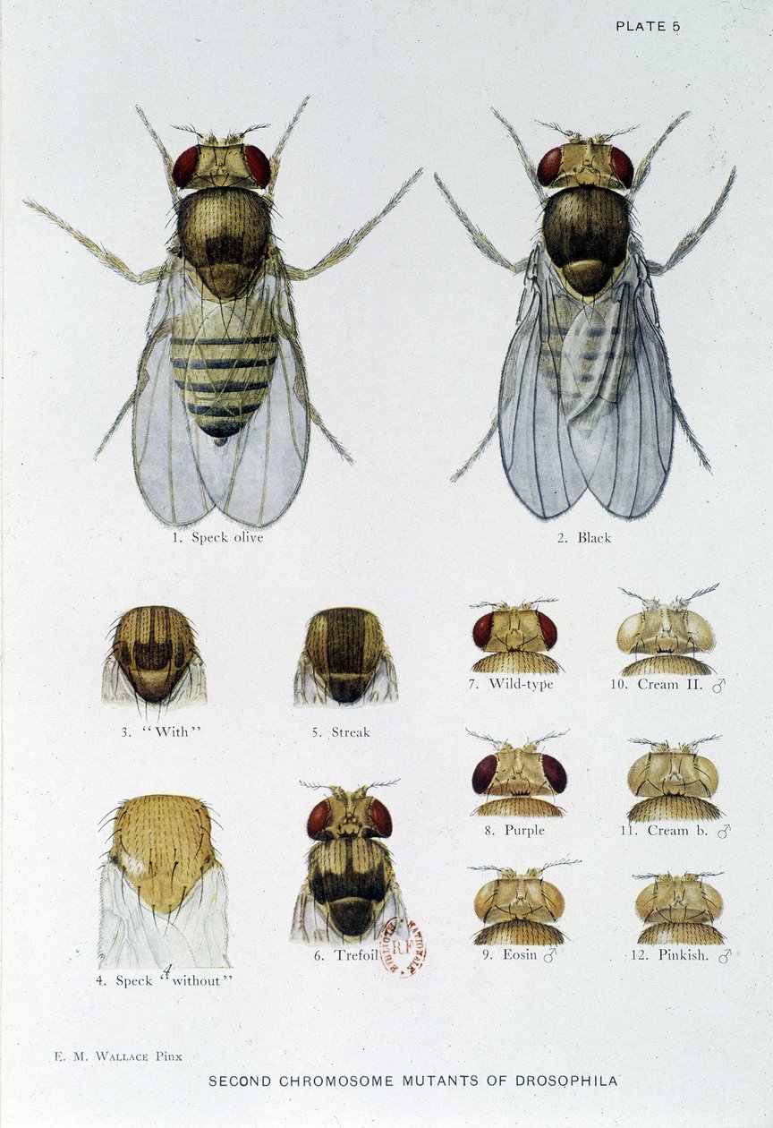 Abeilles - in "" Hozzájárulások a Drosophila melanogaster genetikájához"", Thomas H. Morgan alkotó: American School