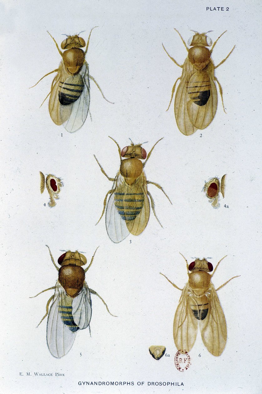 Abeilles - in "" Hozzájárulások a Drosophila melanogaster genetikájához"", Thomas H. Morgan alkotó: American School