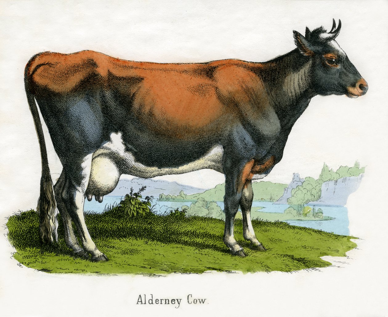 Alderney Cow, Az állatok természetrajzából alkotó: American School