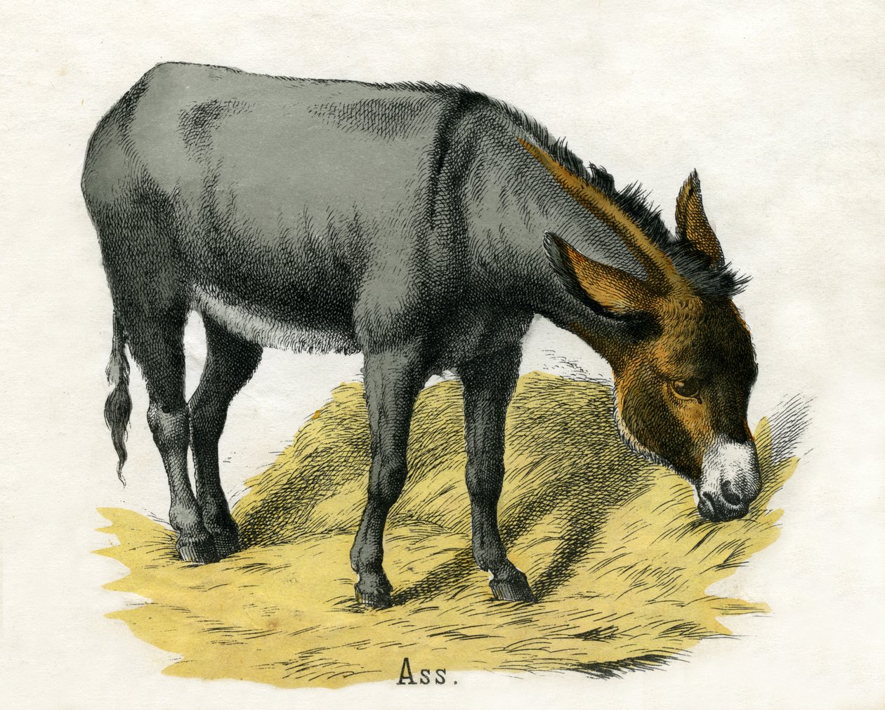 Ass, Az állatok természettörténetéből alkotó: American School