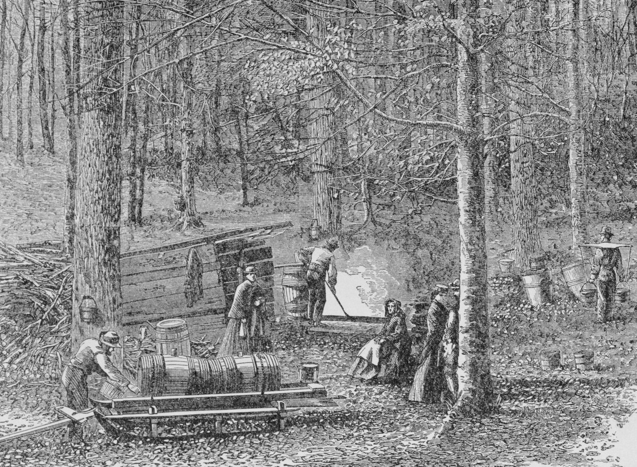 At the Maple Syrup Camp, illusztráció a 
