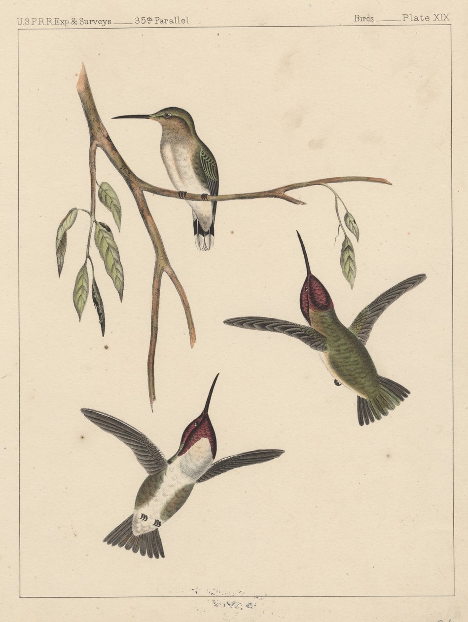 Madarak, XIX. tábla, 1855 alkotó: American School