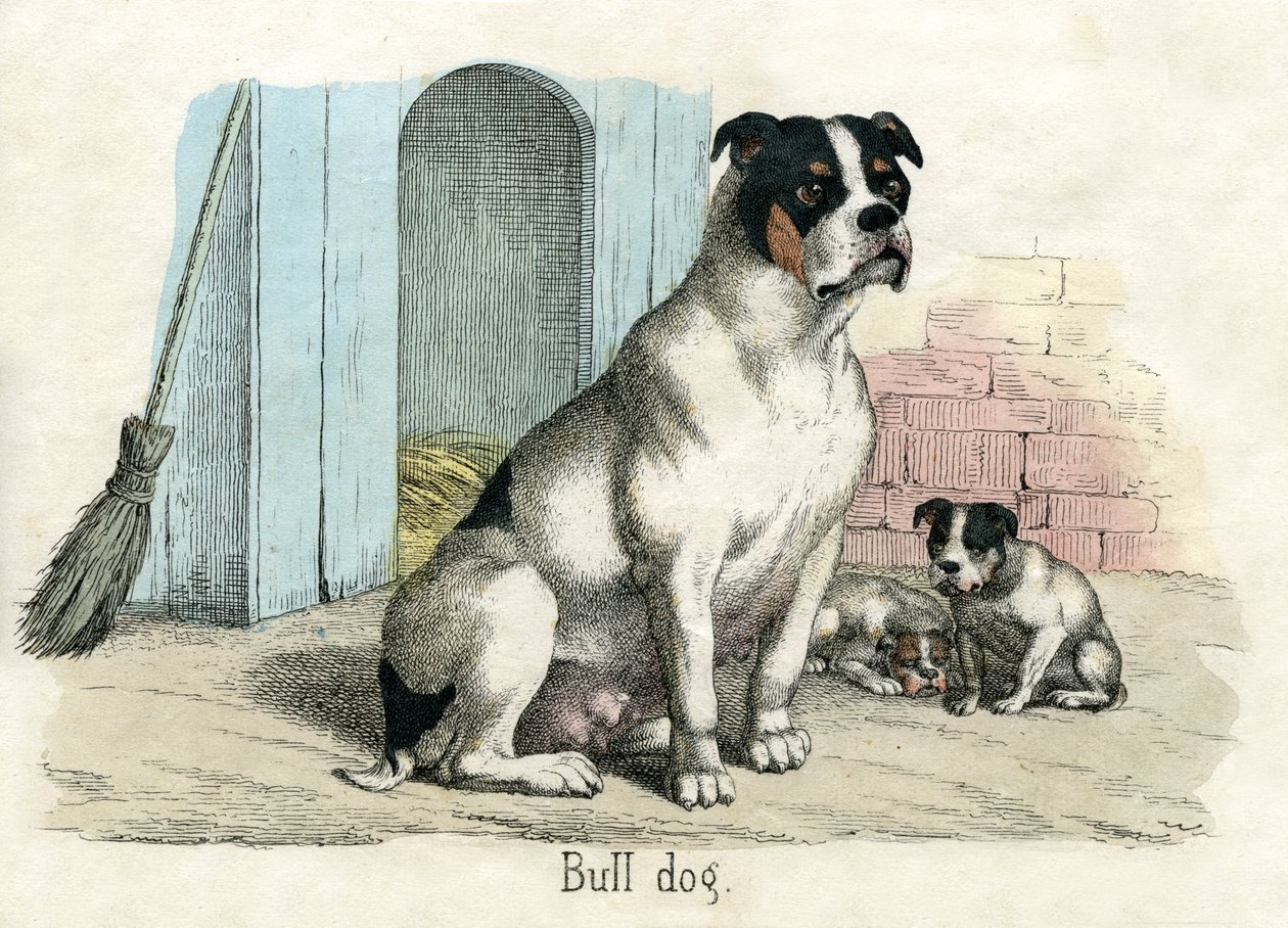 Bulldog, Az állatok természetrajzából alkotó: American School