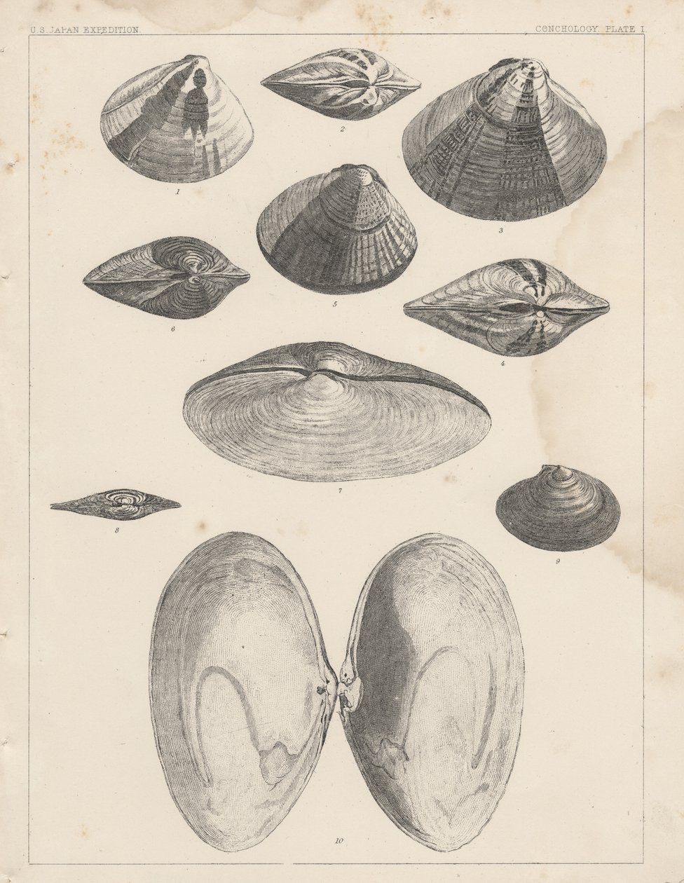 Conchology Plate I alkotó: American School
