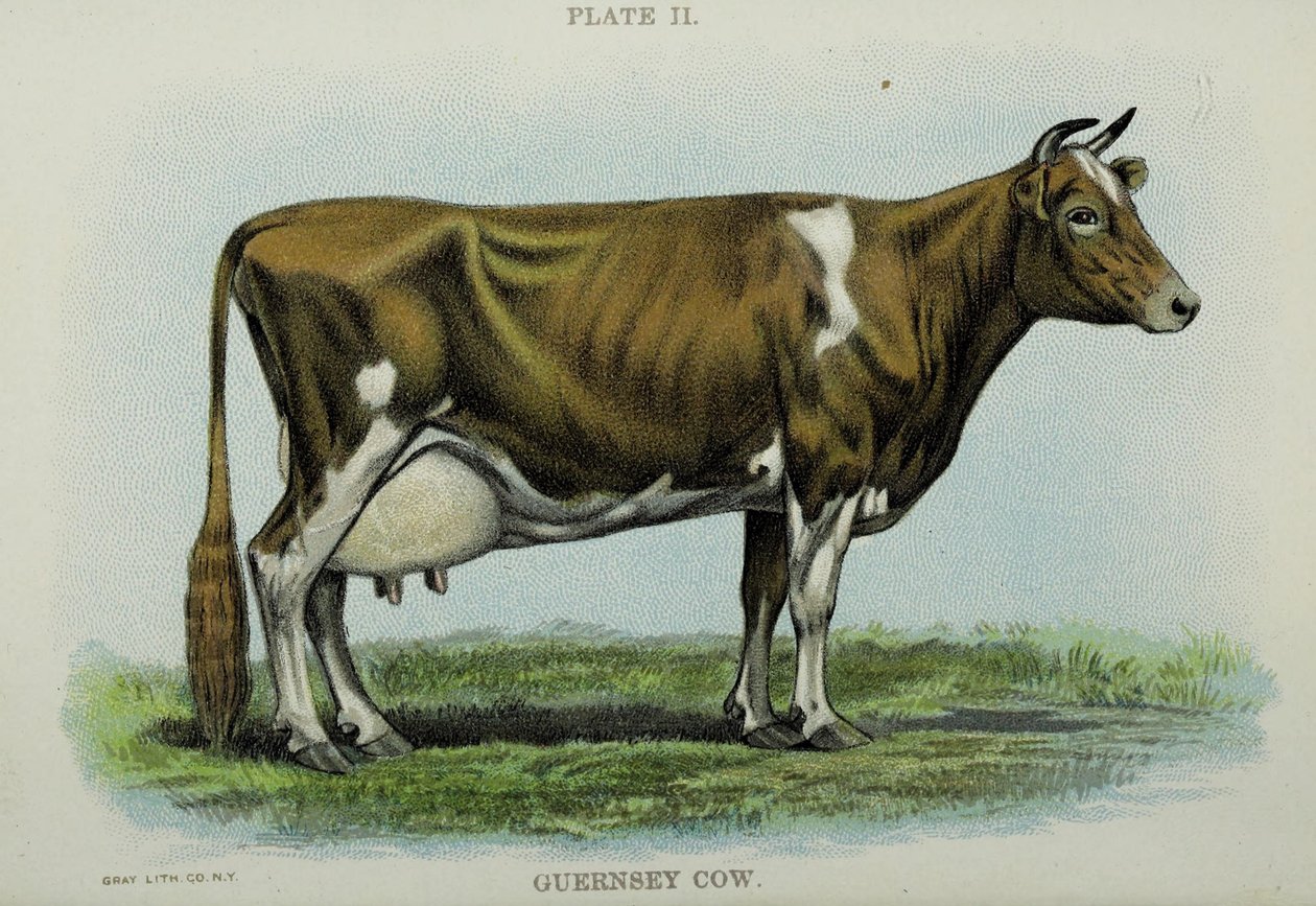Guernsey Cow, Jacob Biggle „Biggle Cow Book”-jából alkotó: American School