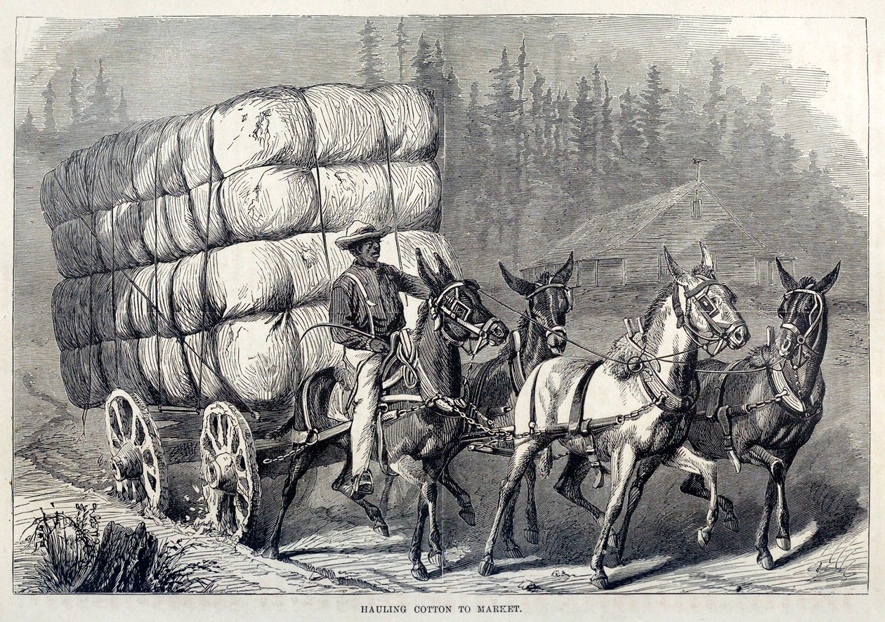 Pamut szállítása a piacra, az Egyesült Államok százéves fejlődésétől, pub. 1871-es metszet alkotó: American School