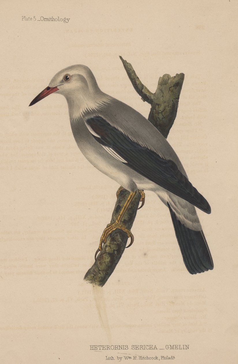 Heterornis Sericea (Gmelin), 1855 alkotó: American School