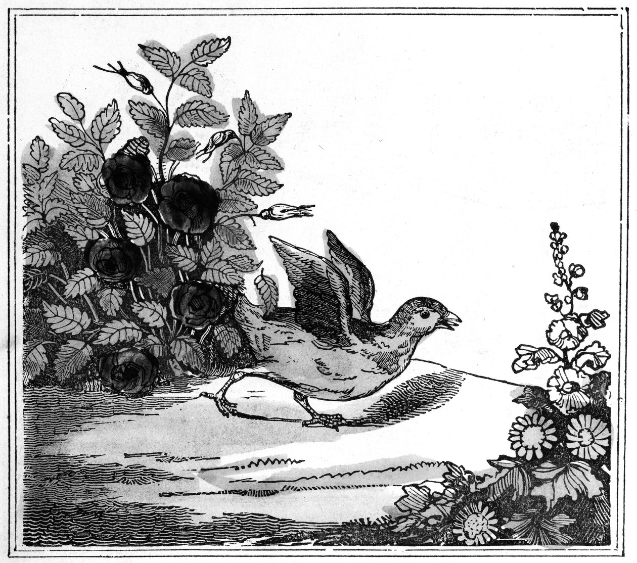 Illusztráció a Kis csirke figyelemre méltó történetéből, 1840 alkotó: American School