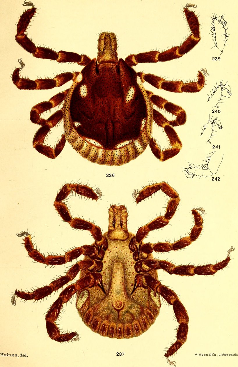Hím Amblyomma Americanum, illusztráció az Egyesült Államok szarvasmarha kullancsaiból (Ixodidae), D. E. Salmon és Charles Wardell alkotó: American School