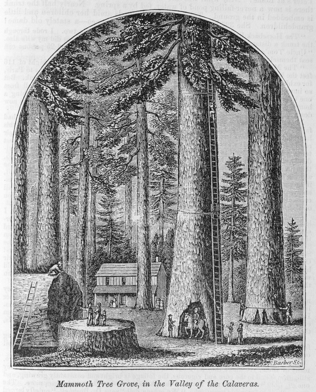 Mamutfa liget a Calaveras-völgyben, az "Egész országunk" című könyvből: Múlt és jelen, történeti és leíró", írta John Warner Barber és Henry Hare, 1861. alkotó: American School