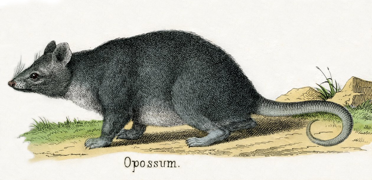 Opossum, Az állatok természettörténetéből alkotó: American School