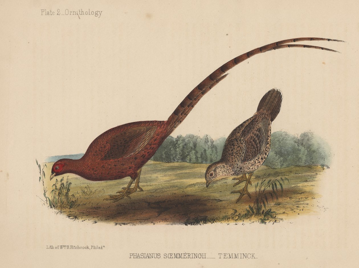 Phasianus Soemmeringh (Temminck) alkotó: American School