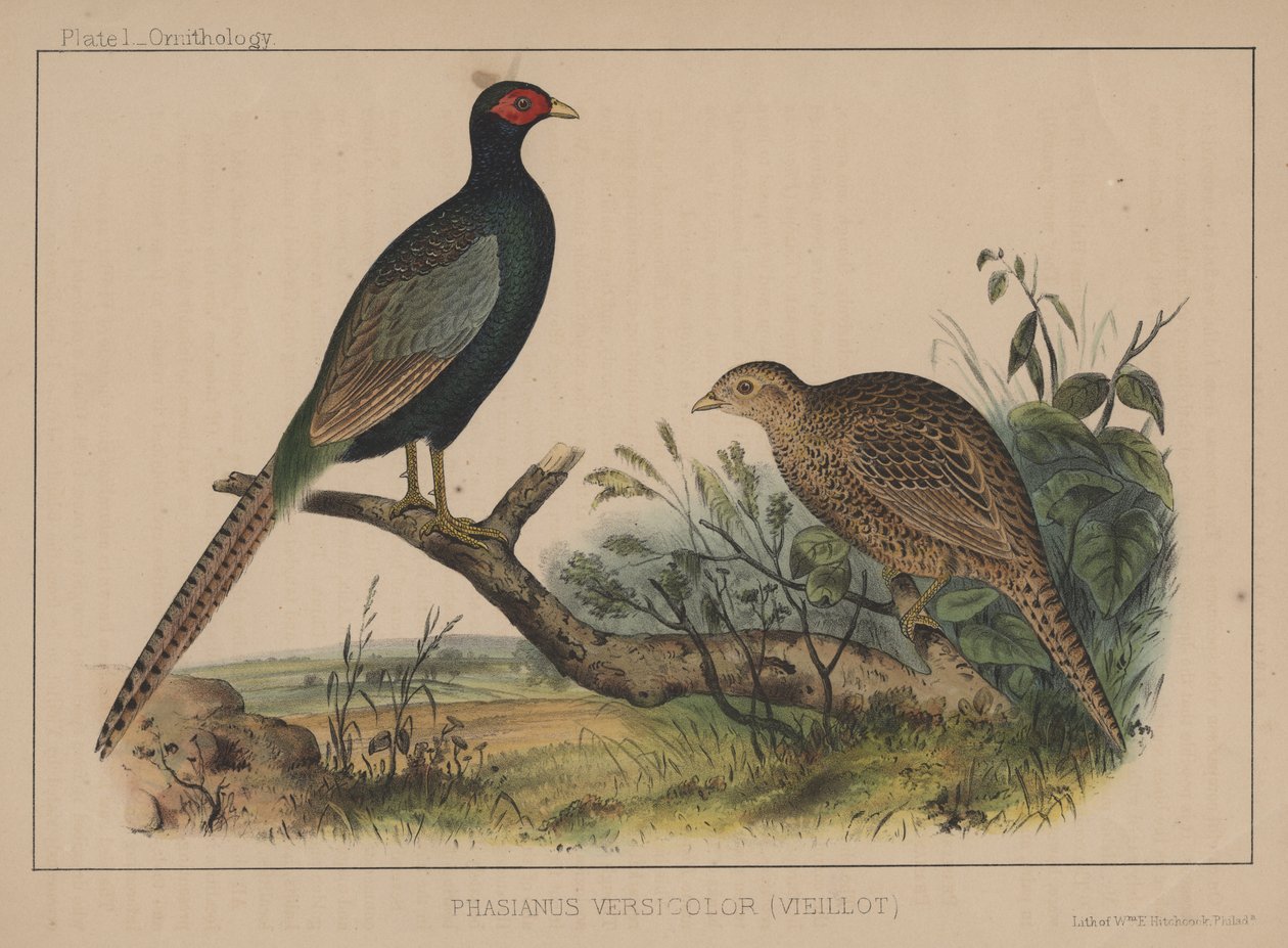 Phasianus Versicolor (Vieillot) alkotó: American School
