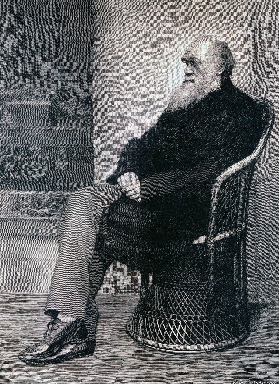 Charles Darwin portréja alkotó: American School