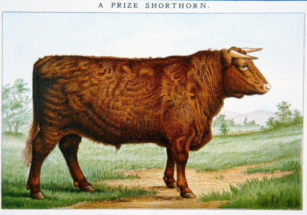 Díj Shorthorn Bull (színes litó) alkotó: American School