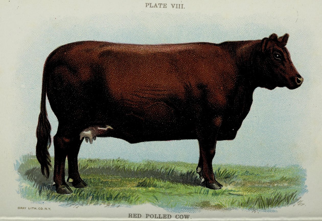 Red Polled Cow, Jacob Biggle „Biggle Cow Book”-ból alkotó: American School