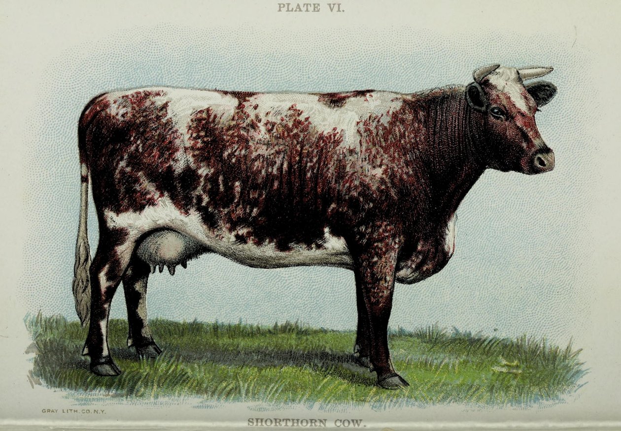 Shorthorn tehén, Jacob Biggle "Biggle Cow Book"-jából, 1898 alkotó: American School