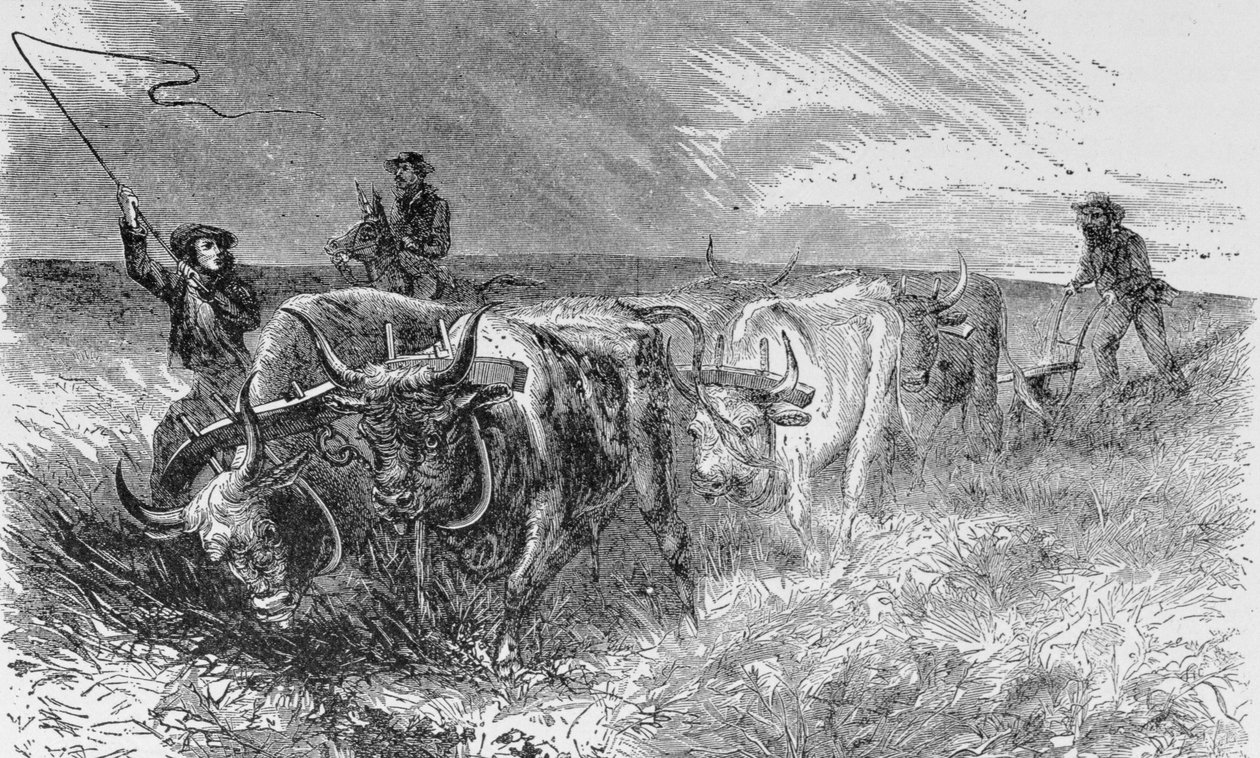 A Prairie Sod Plough, illusztráció a „Harper