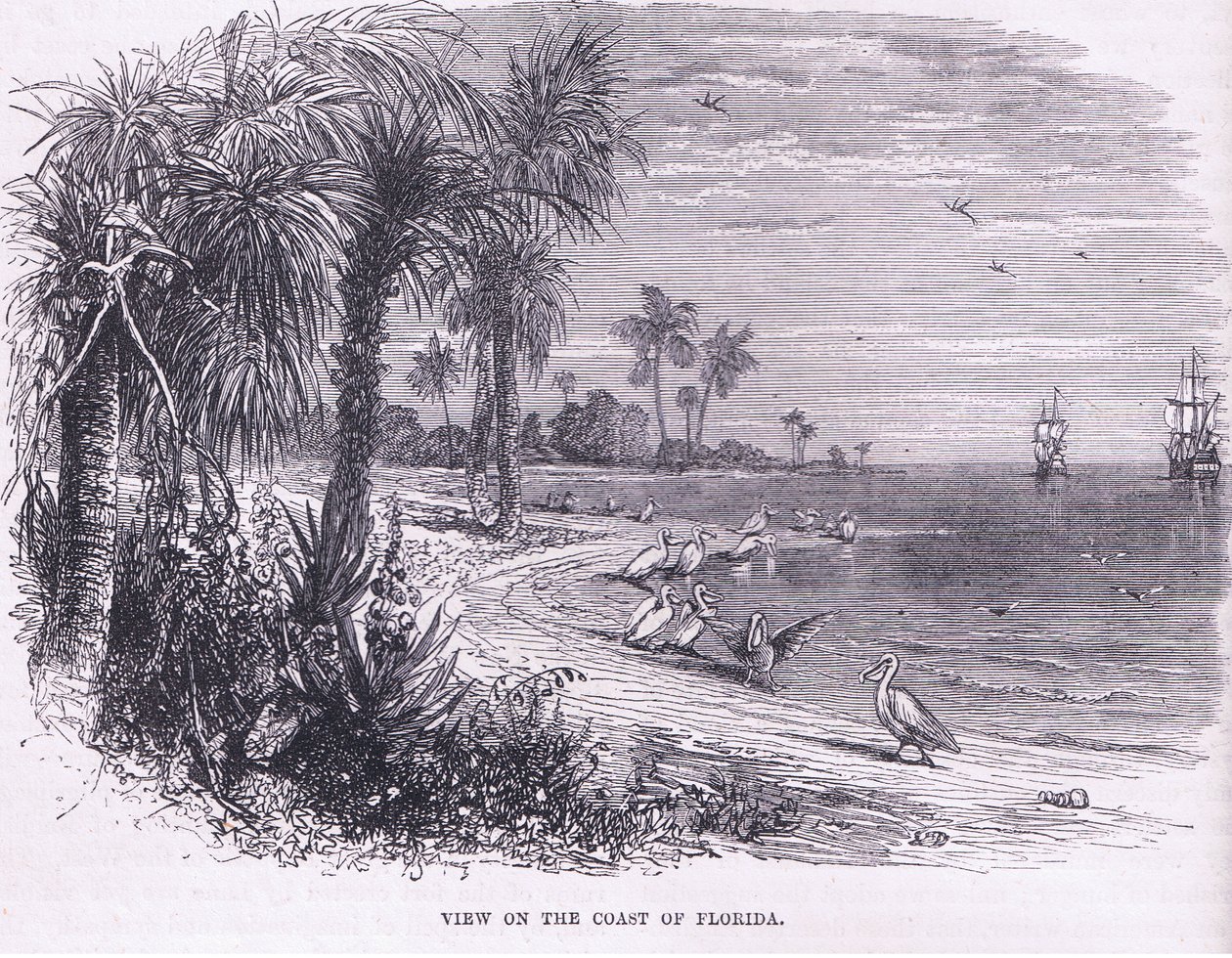 Kilátás Florida partjára, illusztráció Cassell története az Egyesült Államok pubjából. készítette: Petter & Galpin 1890 körül (litho) alkotó: American School