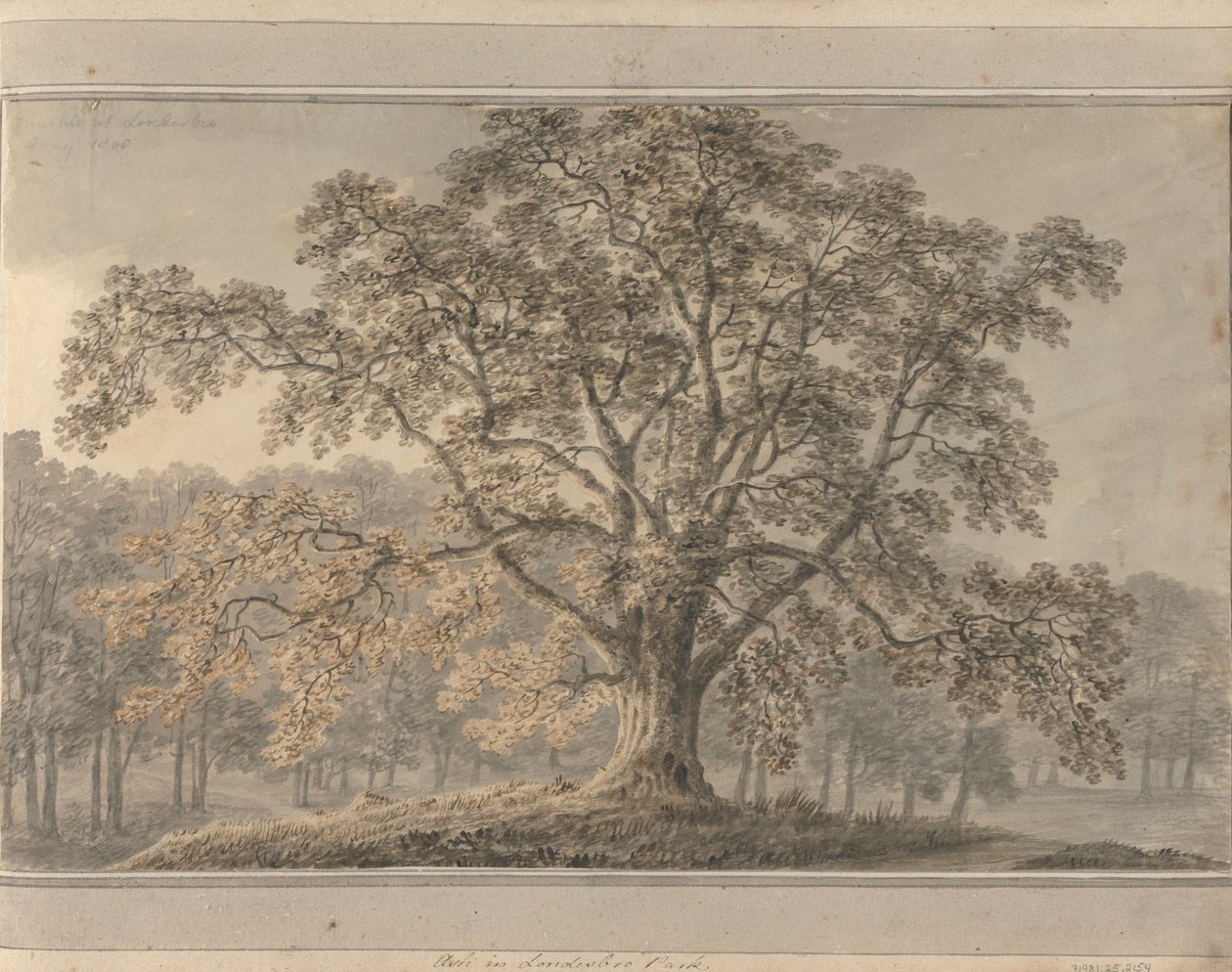 Kilátások Angliában, Skóciában és Walesben: Ash a Londesbro Parkban, 1800. május alkotó: Amos Green