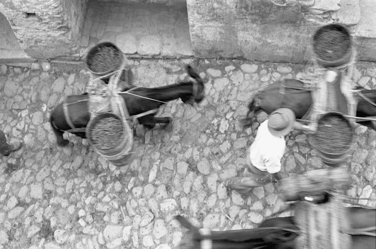 ASSES TRANSPORT GRAPE, Melissa alkotó: Ando Gilardi