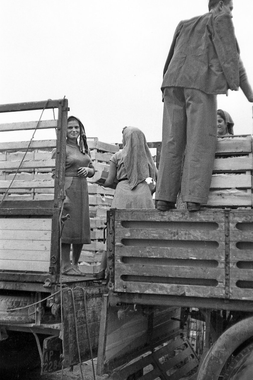 KESERŰ SZŐLŐ - FACCHINES A SZÁLLÍTMÁNYOZÓ SZÁMÁRA alkotó: Ando Gilardi