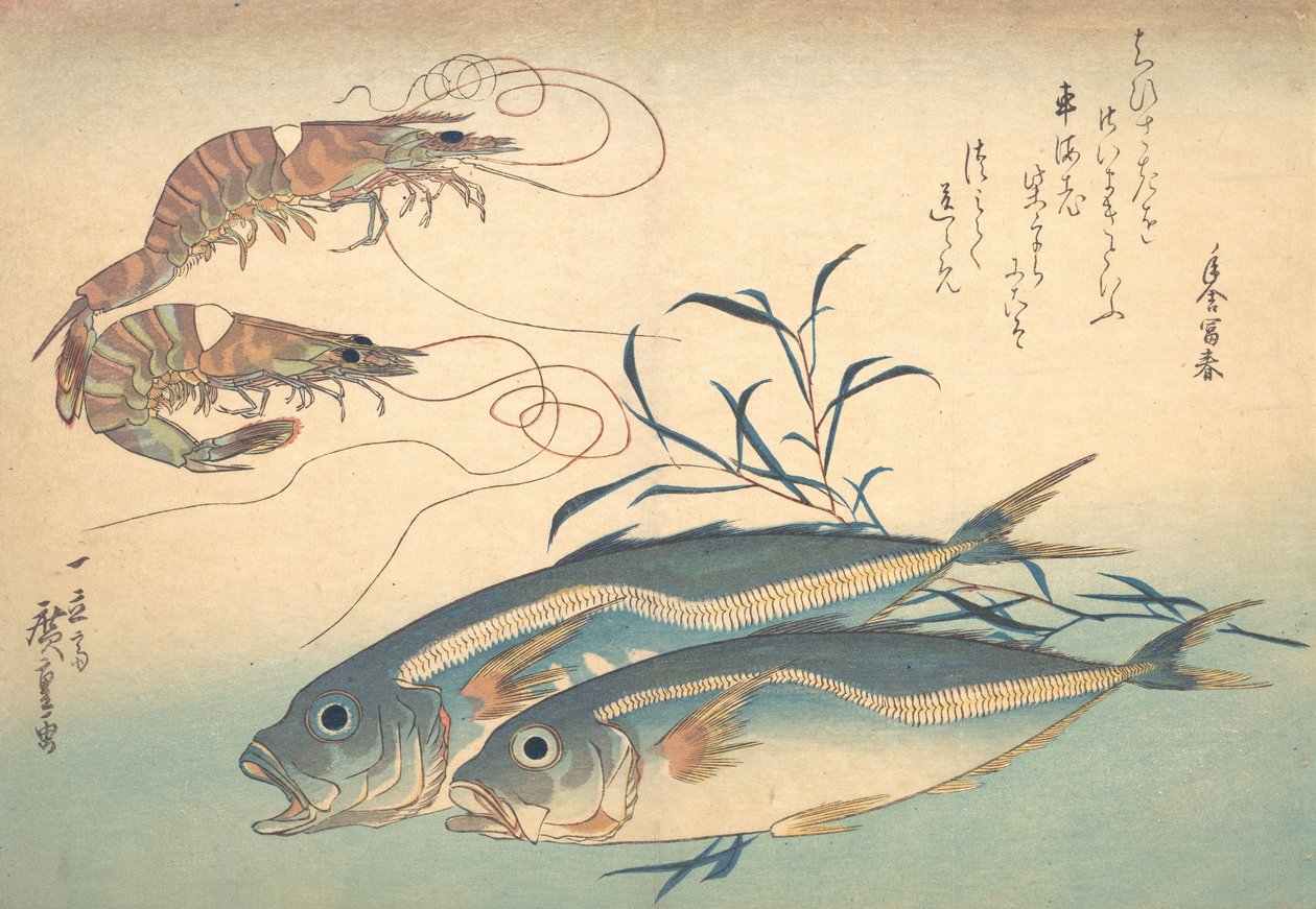 Aji Fish és Kuruma-ebi, az Uozukushi Every Variety of Fish sorozatból, 1830-as, 1830-as évek. alkotó: Ando Hiroshige
