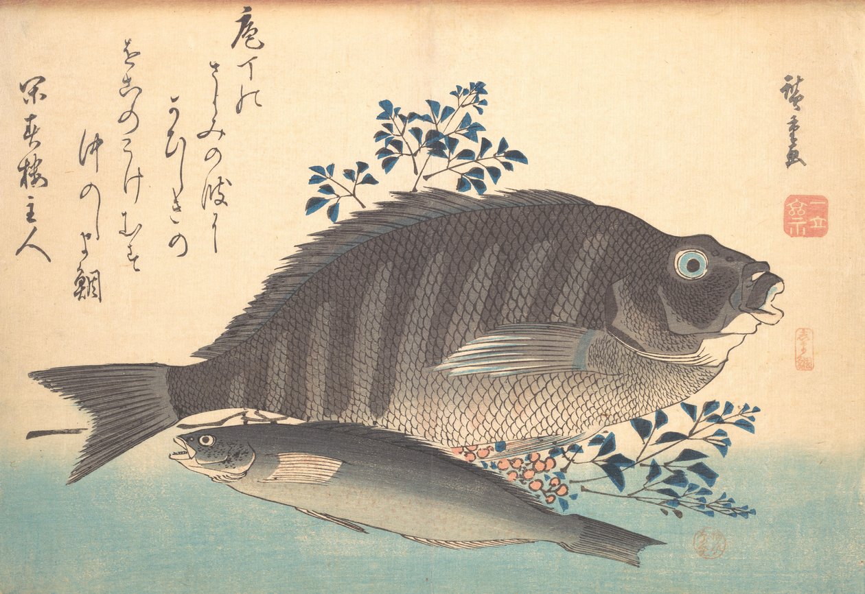 Shimadai és Ainame Fish, az Uozukushi Every Variety of Fish sorozatból, 1840-es, 1840-es évek. alkotó: Ando Hiroshige
