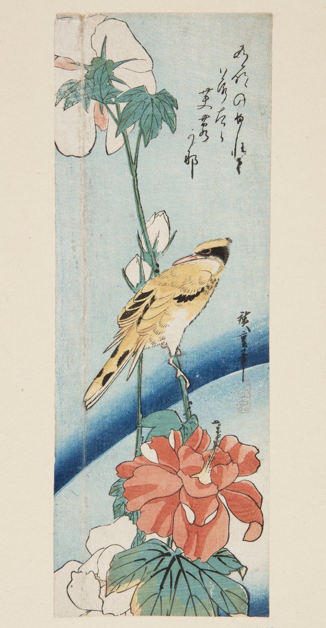 Hibiszkusz és feketeszarvas oriole (színes fatömbnyomat) alkotó: Ando or Utagawa Hiroshige