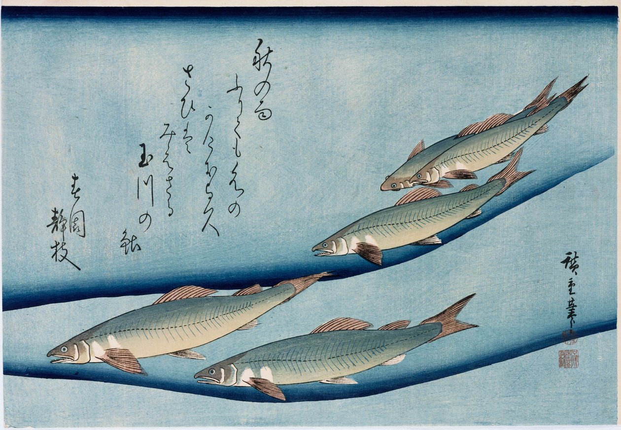Folyópisztráng, a "Halak gyűjteménye" sorozatból alkotó: Ando or Utagawa Hiroshige