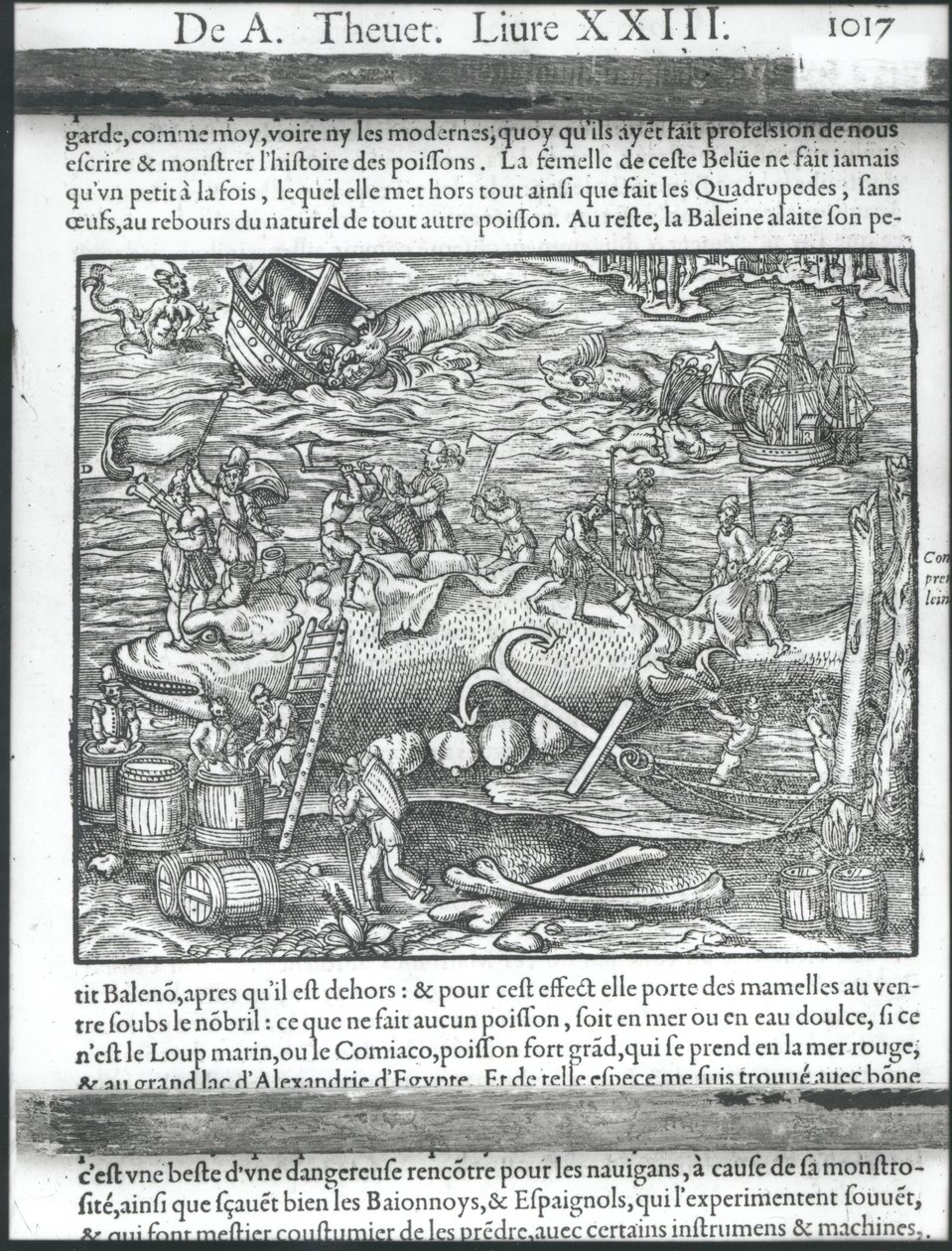 Összefogás egy bálnával, Andre Thevet „Cosmographie universelle” című művéből, 1575 alkotó: Andre Thevet