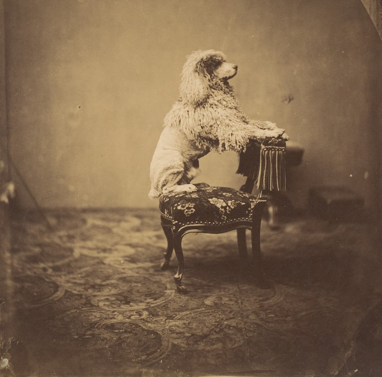[Eugenie császárné uszkárja], 1850-es évek. alkotó: Andre Adolphe Eugene Disderi