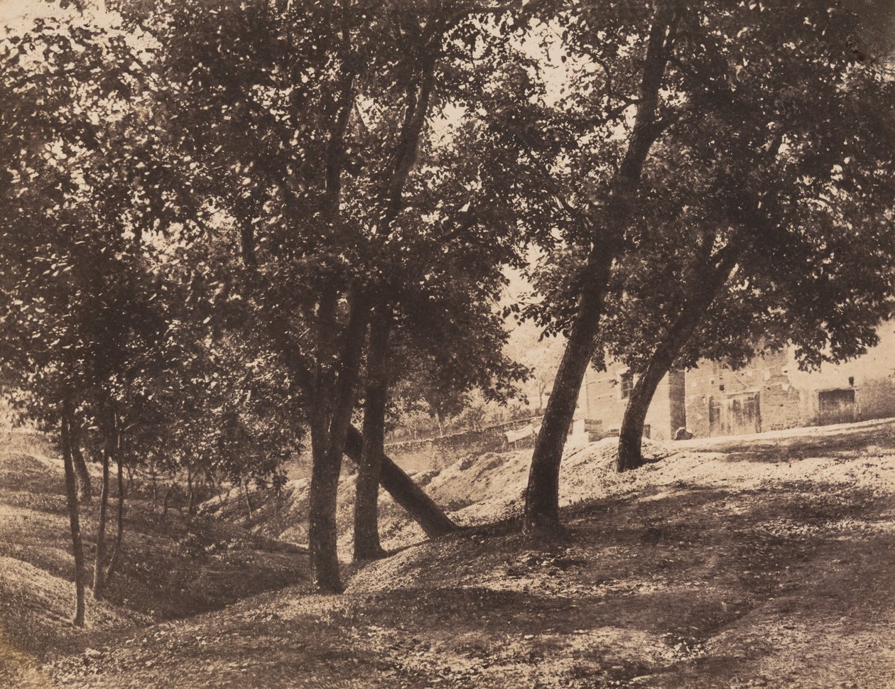Fák,c. 1855 (fotó) alkotó: André Giroux