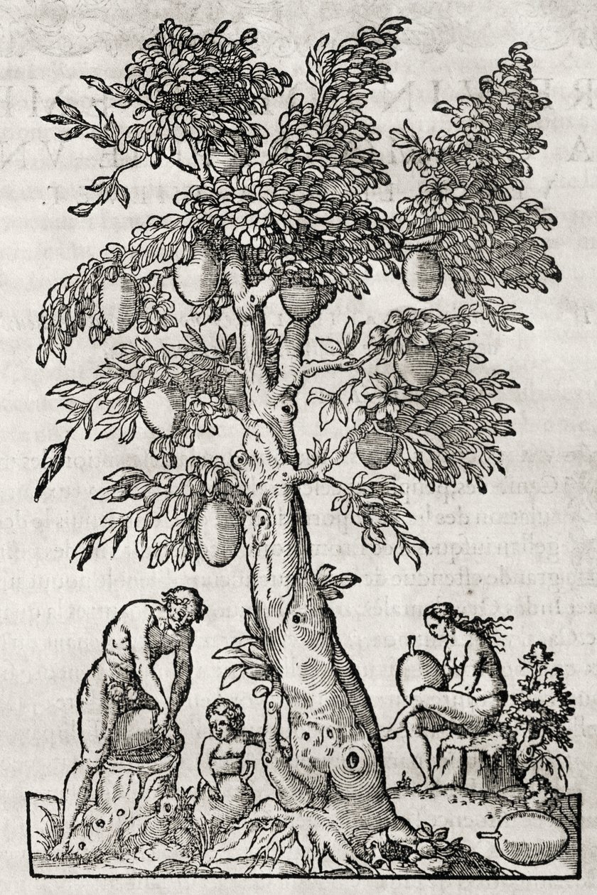 Kenyérgyümölcsfa, metszet Andre Thevet (1504-1592), Párizs, Franciaország alkotó: Andre Thevet
