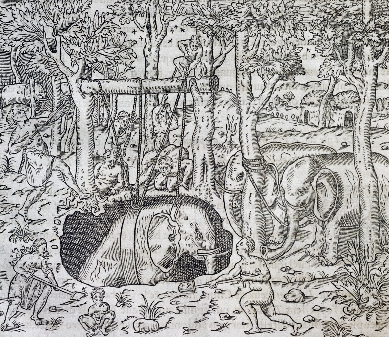 Elefántvadászat Jáva szigetén, metszet az Univerzális Kozmológiából, Andre Thevet (1504-1592), Párizs alkotó: Andre Thevet