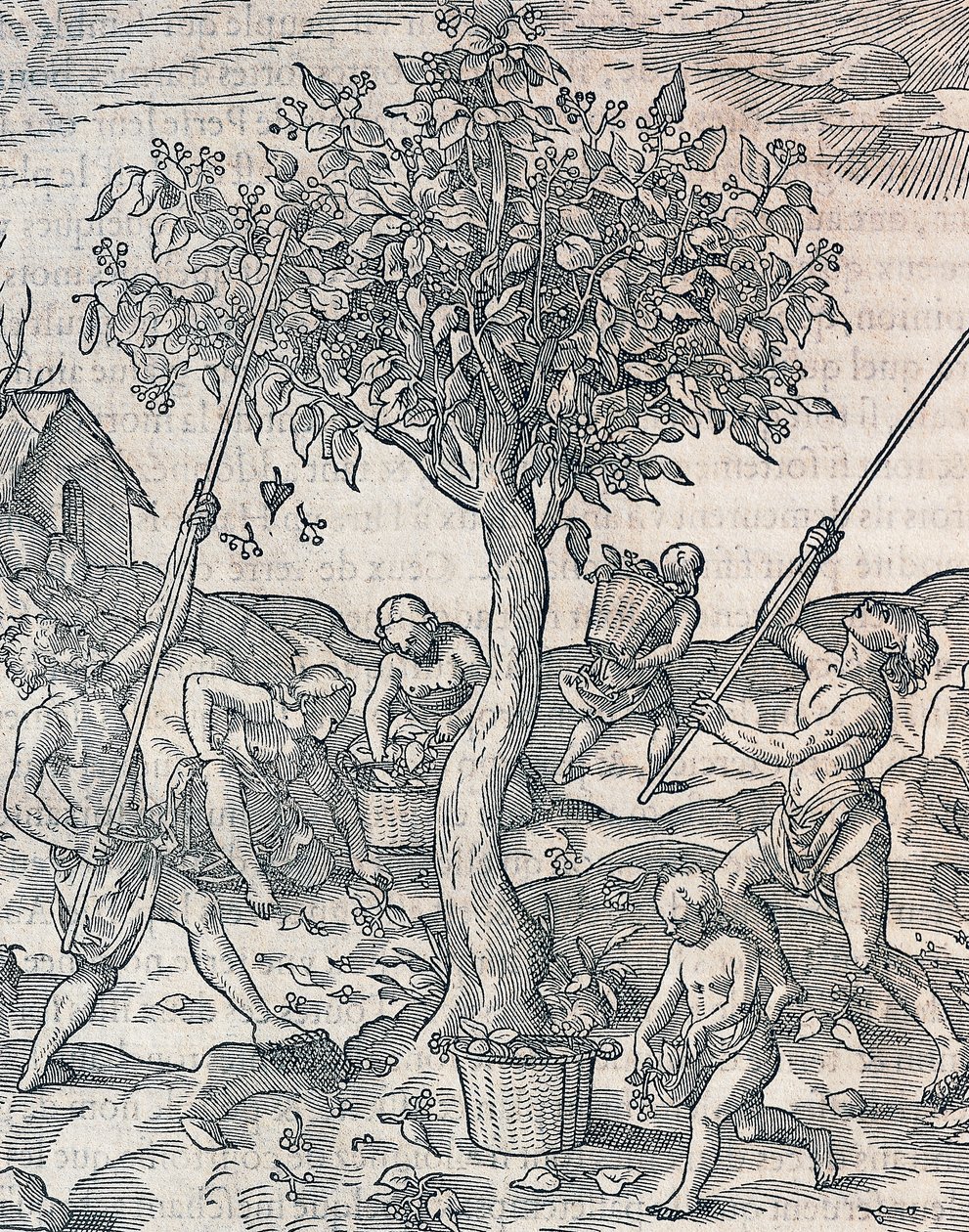 Paprika betakarítása Jáva szigetén, metszet az Univerzális Kozmológiából Andre Thevet (1504-1592), Párizs alkotó: Andre Thevet