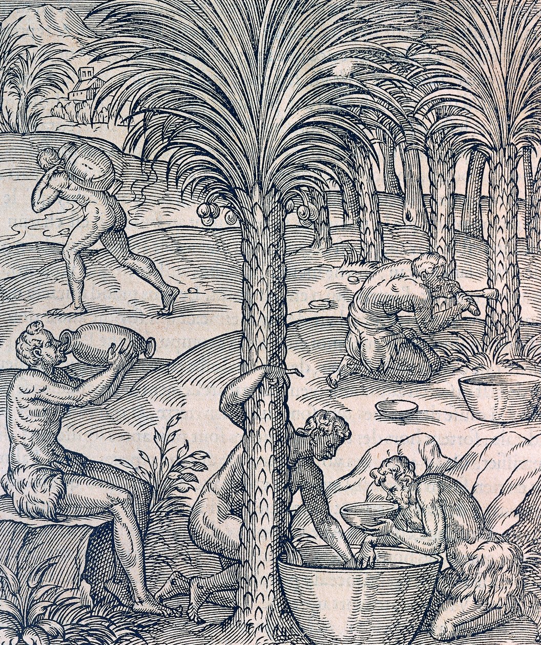 A zöld-foki-szigeteki lakosok pálmafákból italokat készítenek, metszet az Egyetemes Kozmológiából, Andre Thevet (1504-1592), Párizs alkotó: Andre Thevet