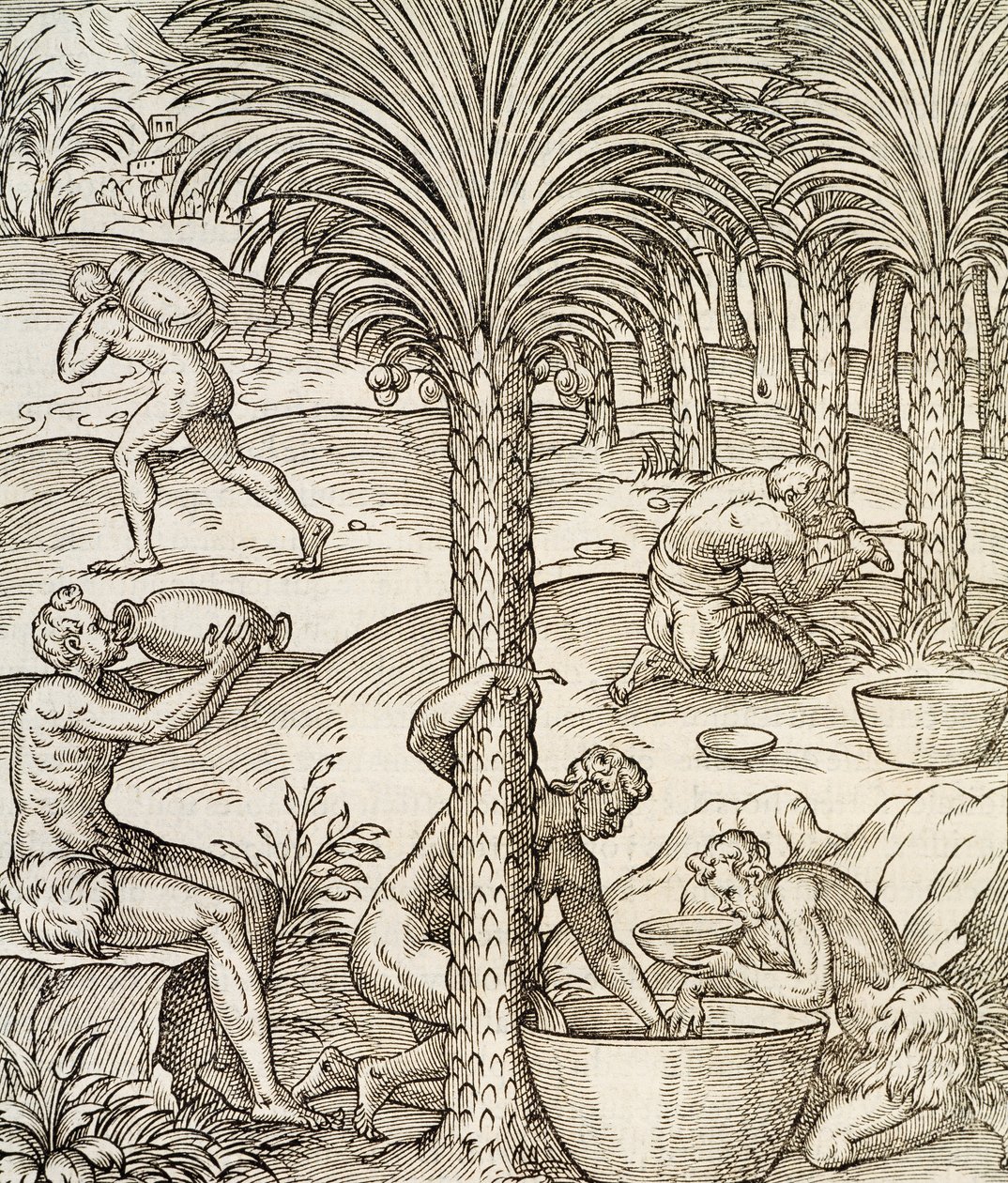 A Zöld-foki-szigetek lakói pálmafákból italokat készítenek, metszet az Egyetemes Kozmológiából, Andre Thevet (1504-1592), Párizs, Afrika, 1575 alkotó: Andre Thevet