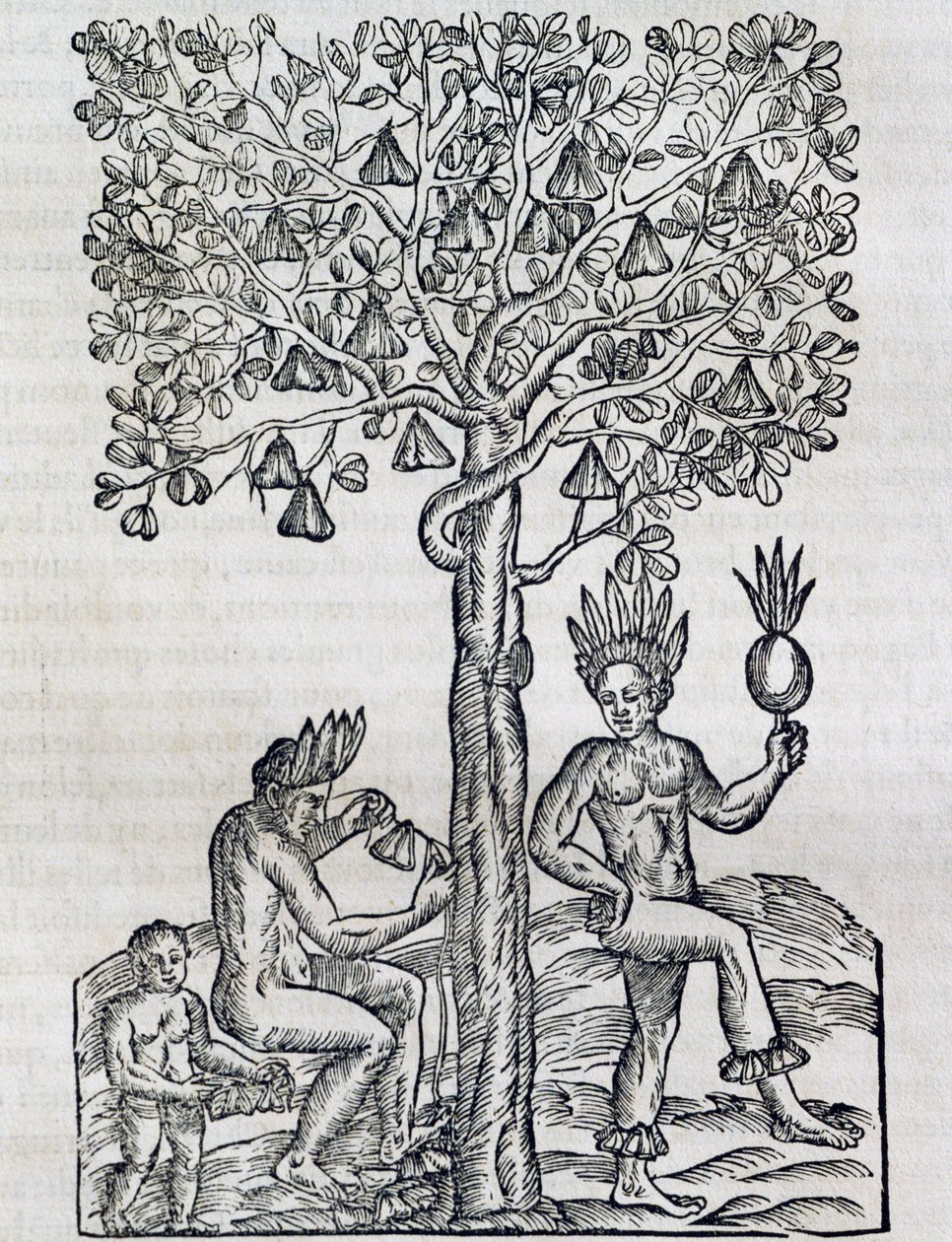 Nana gyümölcs, trópusi gyógynövény, metszet az Univerzális Kozmológiából, Andre Thevet (1504-1592), Párizs alkotó: Andre Thevet