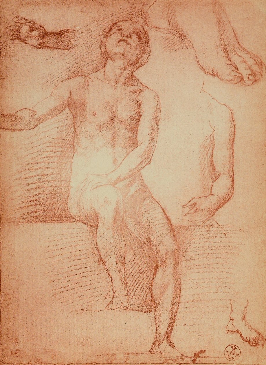 Tanulmány egy meztelen alakról és emberi végtagokról, Andrea del Sarto rajza. Rajzok és nyomatok kabinetje, Uffizi Galéria, Firenze alkotó: Andrea del Sarto