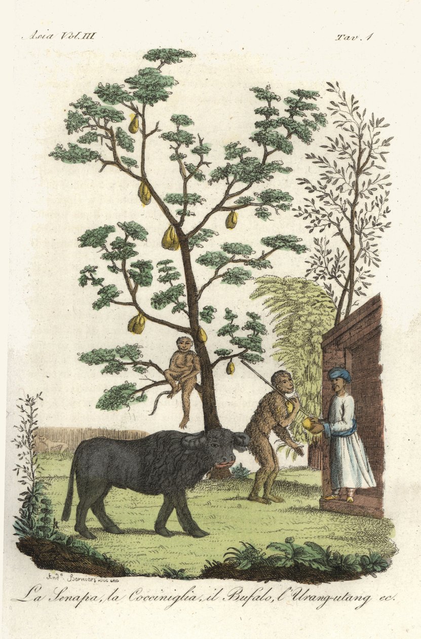 Mustár növény cochineal bogarak, jackfruit fa, vízibivaly és orangután. Andrea Bernieri által rajzolt és metszett kézi színű réztábla Francois Solvyns nyomán Giulio Ferrario A világ összes népének ősi és modern viseletei című művéből, Flo alkotó: Andrea Bernieri